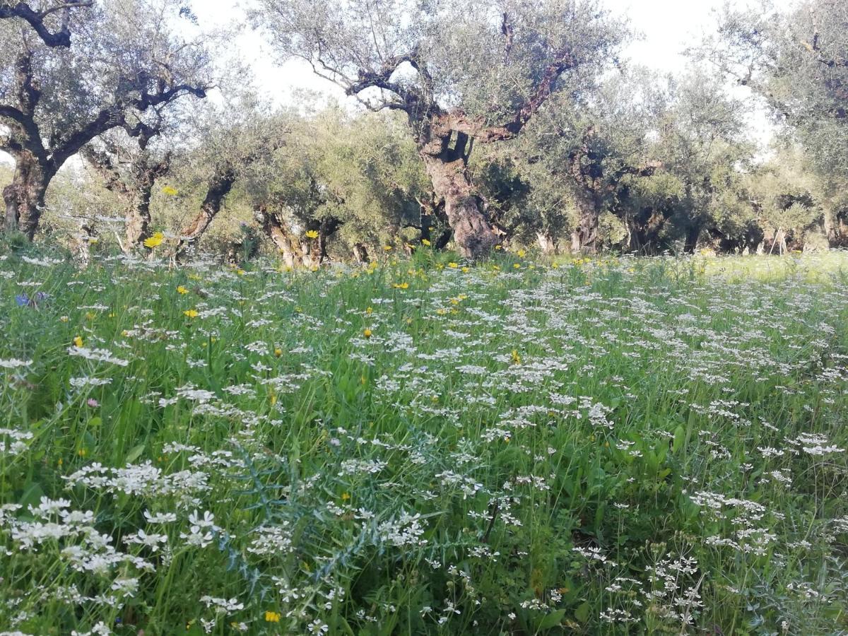 לגאנאס Villa Daizy Boutique Apartments מראה חיצוני תמונה